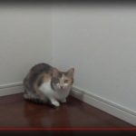 Raspberry Pi Zero W + カメラモジュール でネコ観察ライブカメラ(YoutubeLive対応)を作る