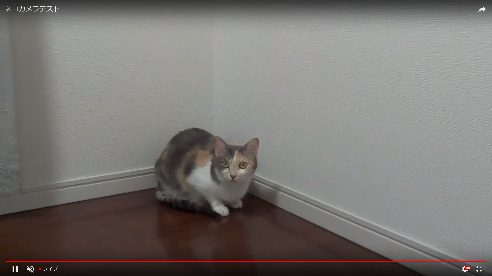 Raspberry Pi Zero W + カメラモジュール でネコ観察ライブカメラ(YoutubeLive対応)を作る